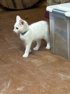 Photo 2 of Vanna