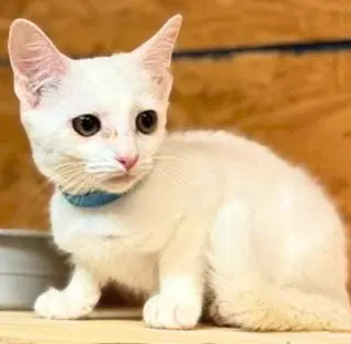 Vanna - Domestic Short Hair