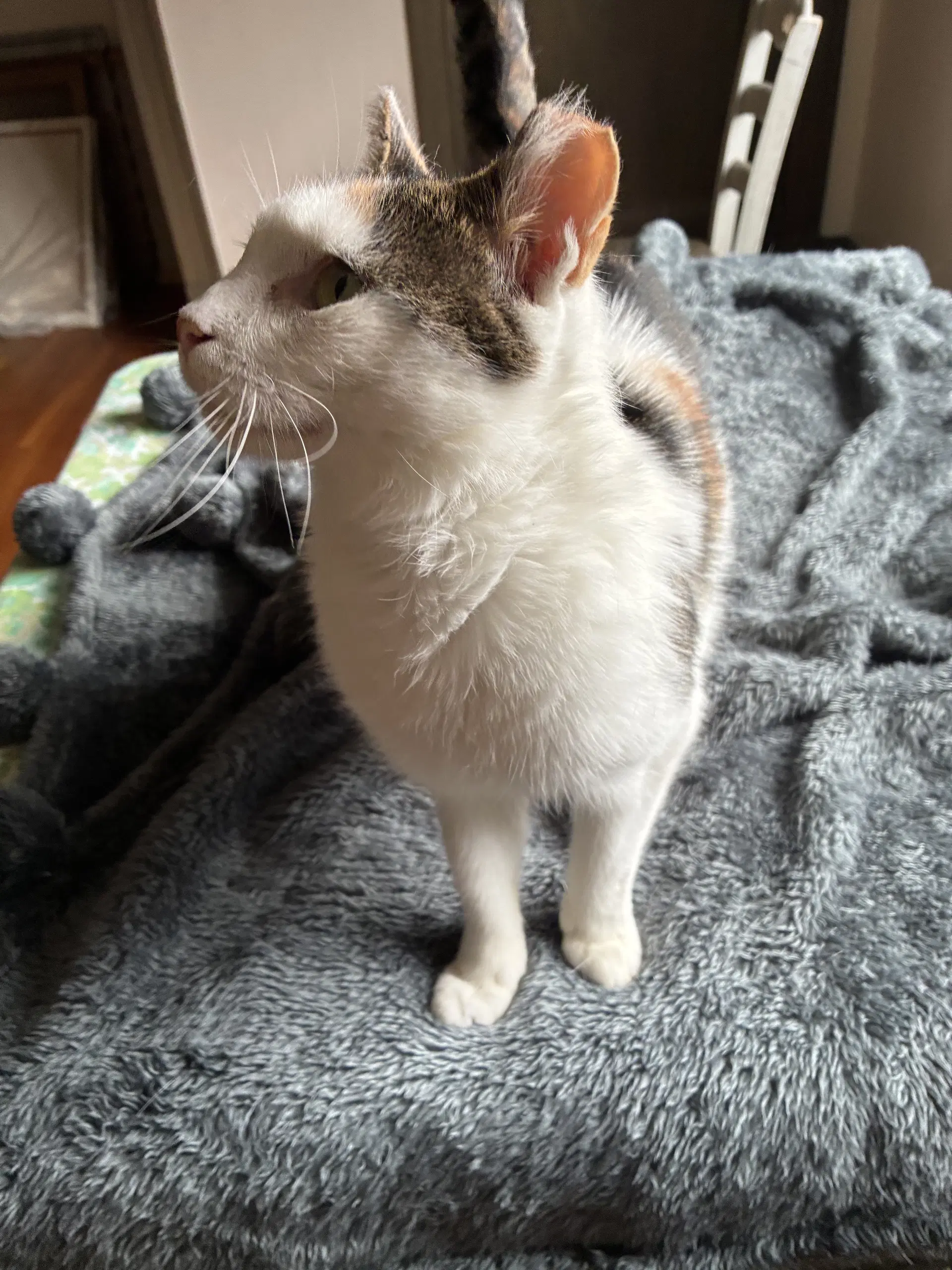 Frida - Domestic Short Hair