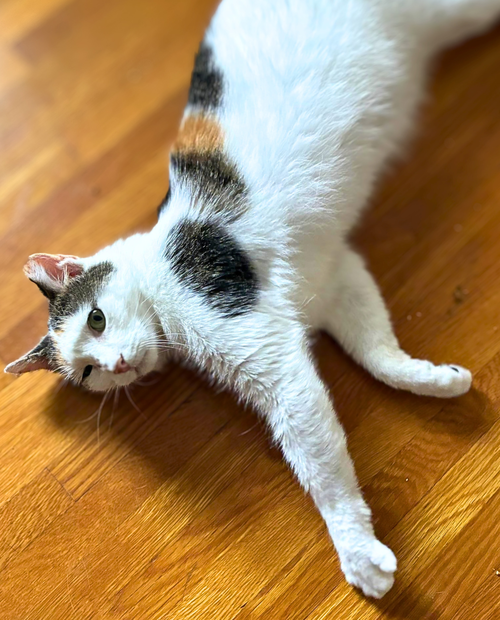 Frida, a cat for adoption from Loving Care Cat Rescue