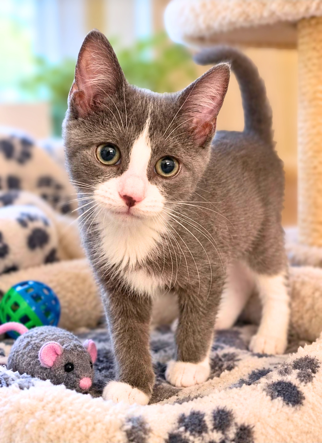 Celsius, Domestic Short Hair