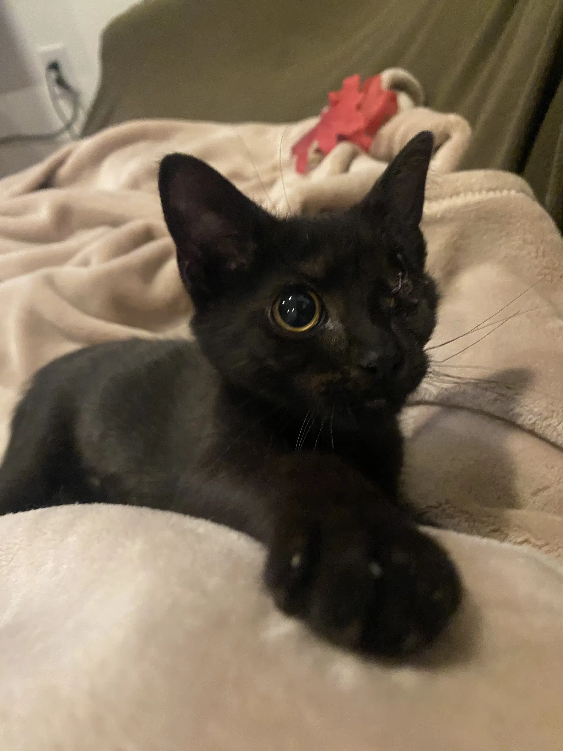 Maya Blue - Domestic Short Hair