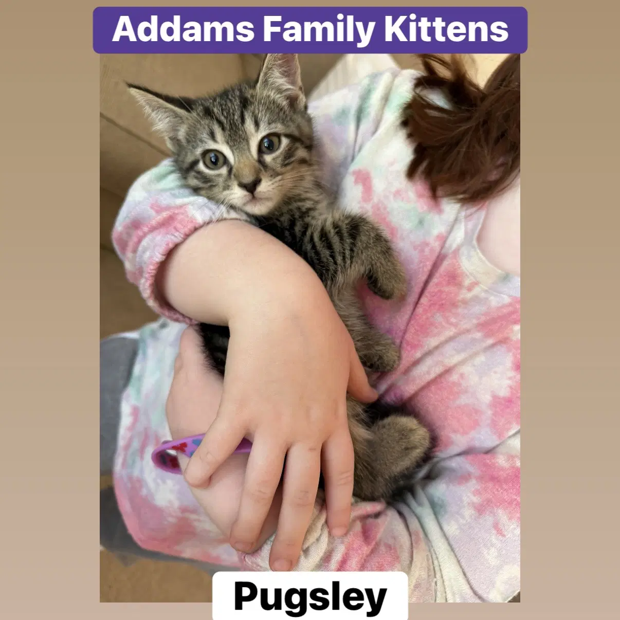 Pugsley - Domestic Short Hair