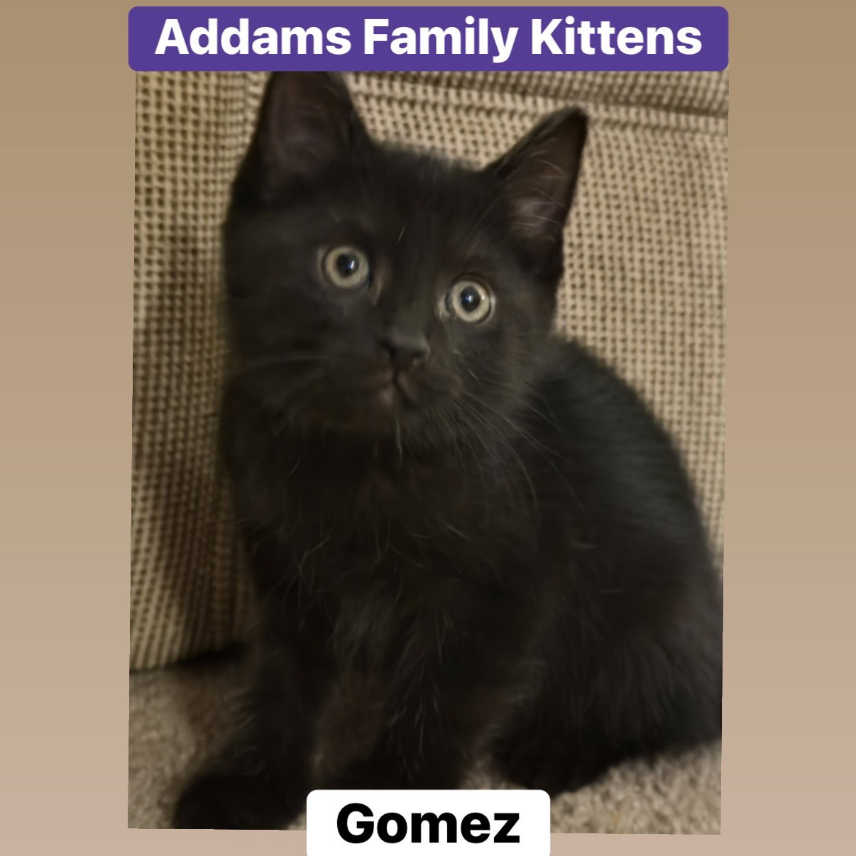 Gomez