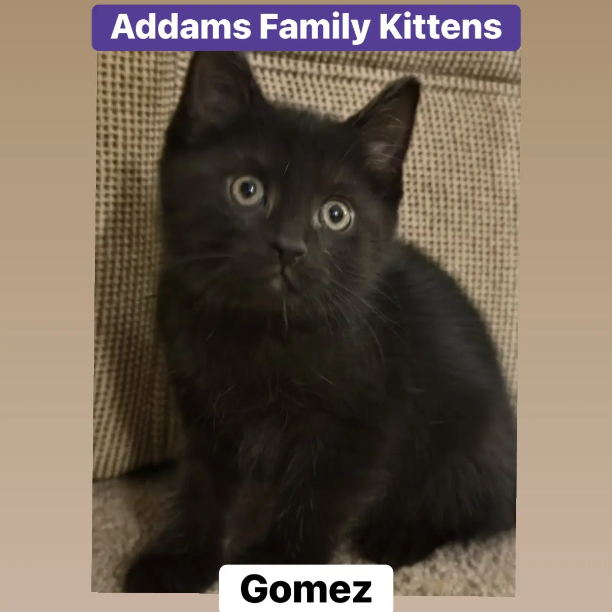 Gomez - Domestic Short Hair