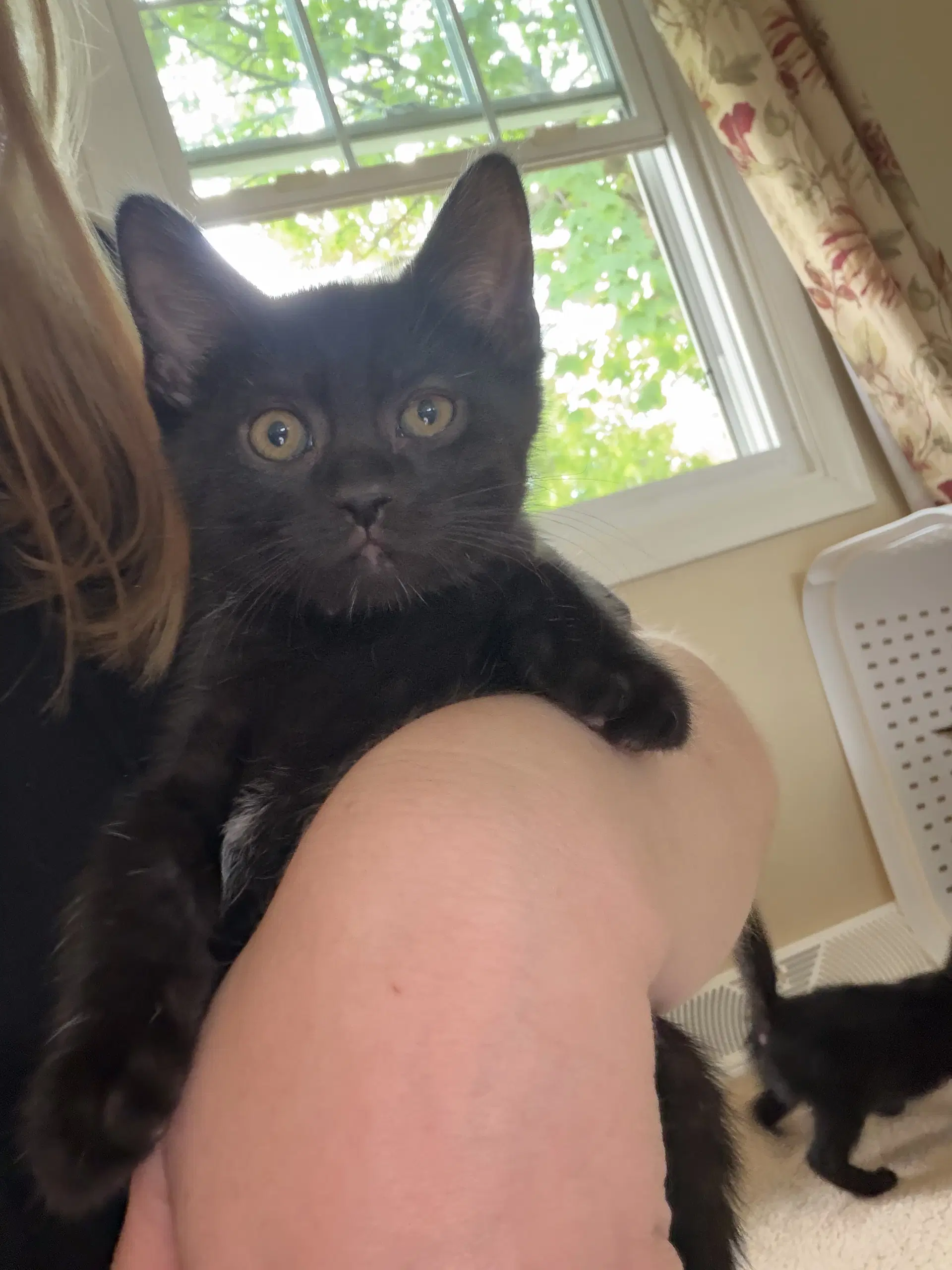 Morticia - Domestic Short Hair