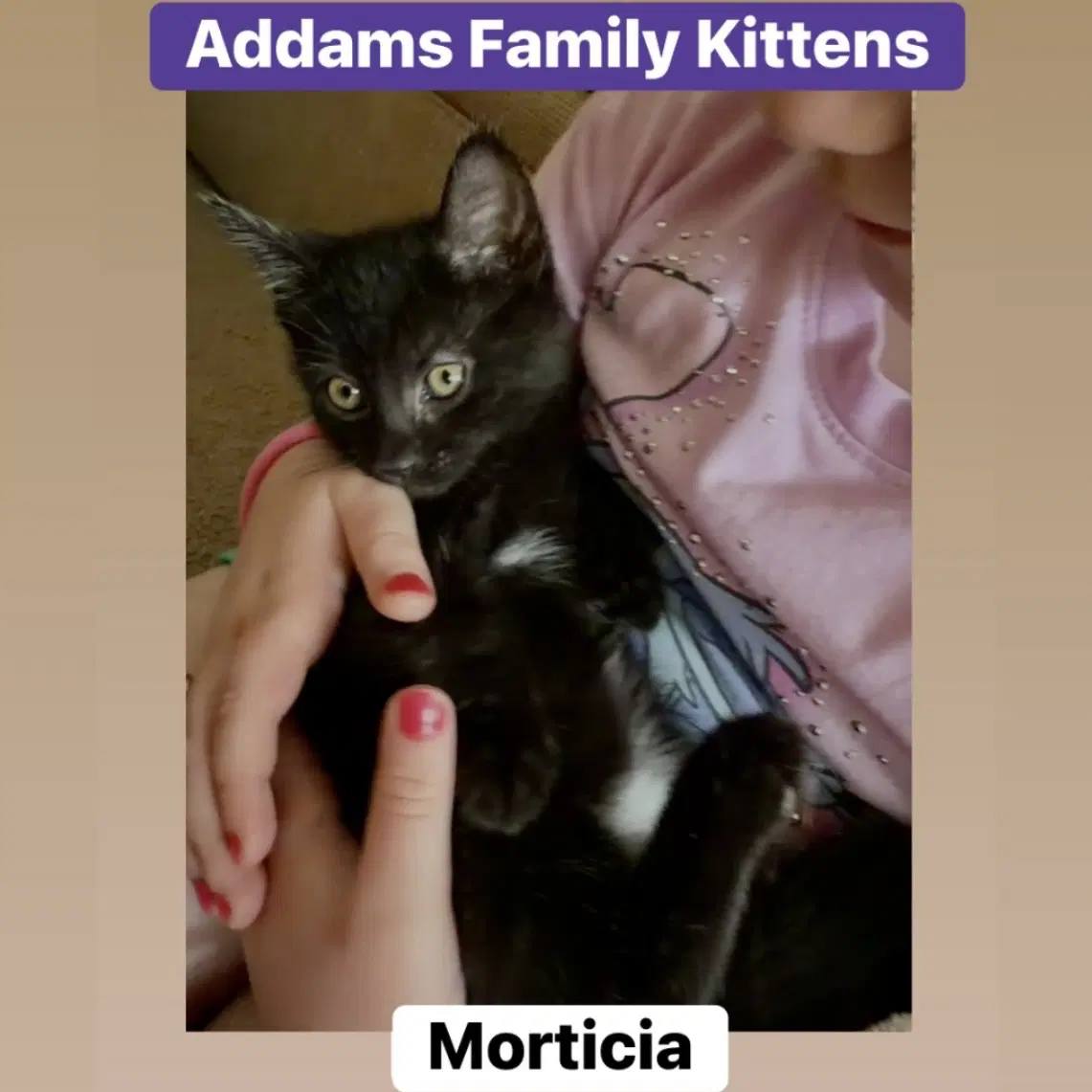 Morticia image 4
