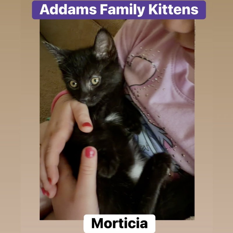Morticia, photo 4