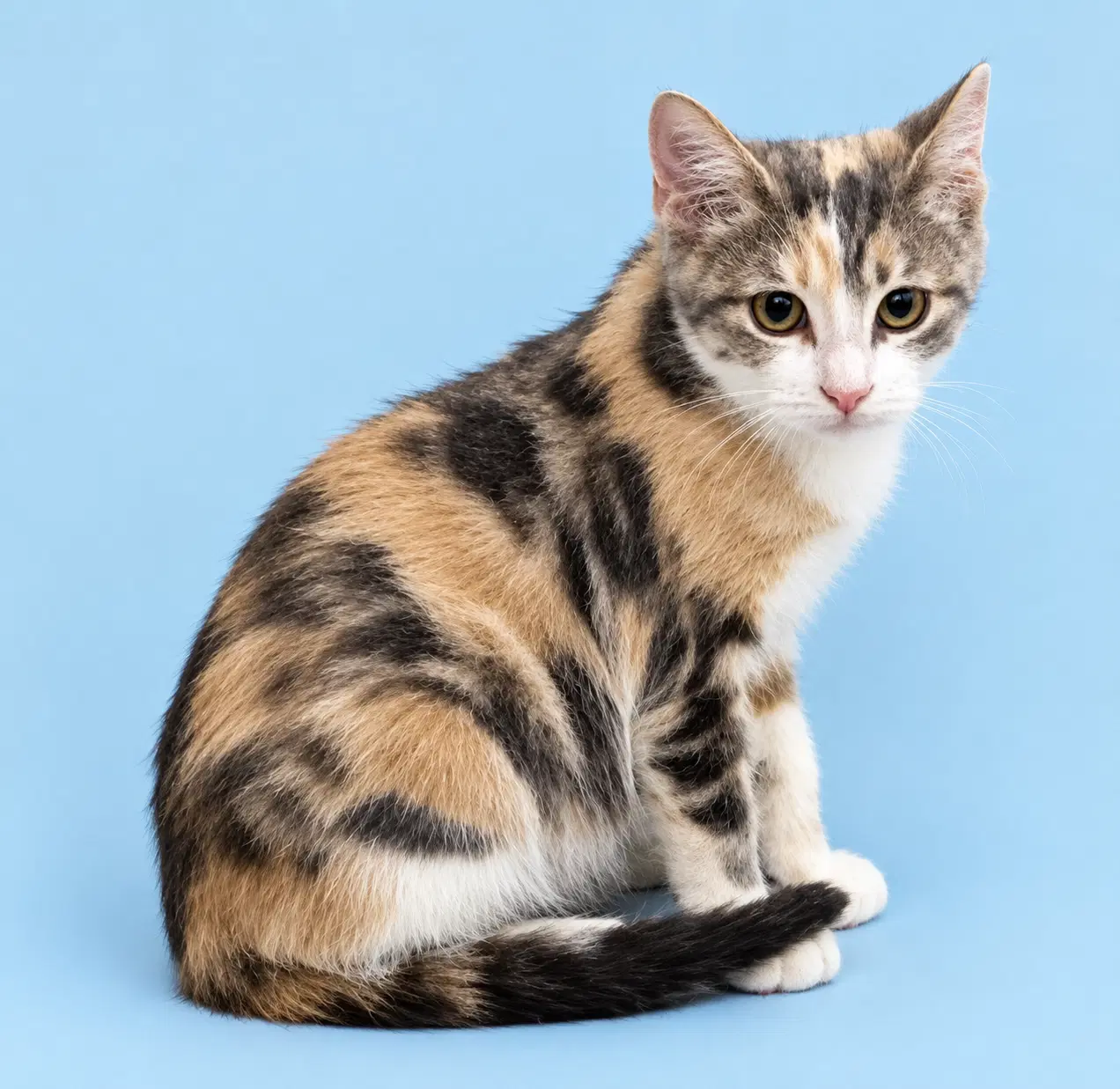 Sandie - Domestic Short Hair