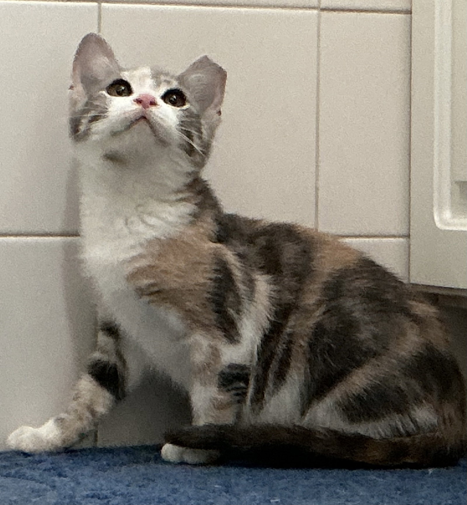 Sandie, photo 3