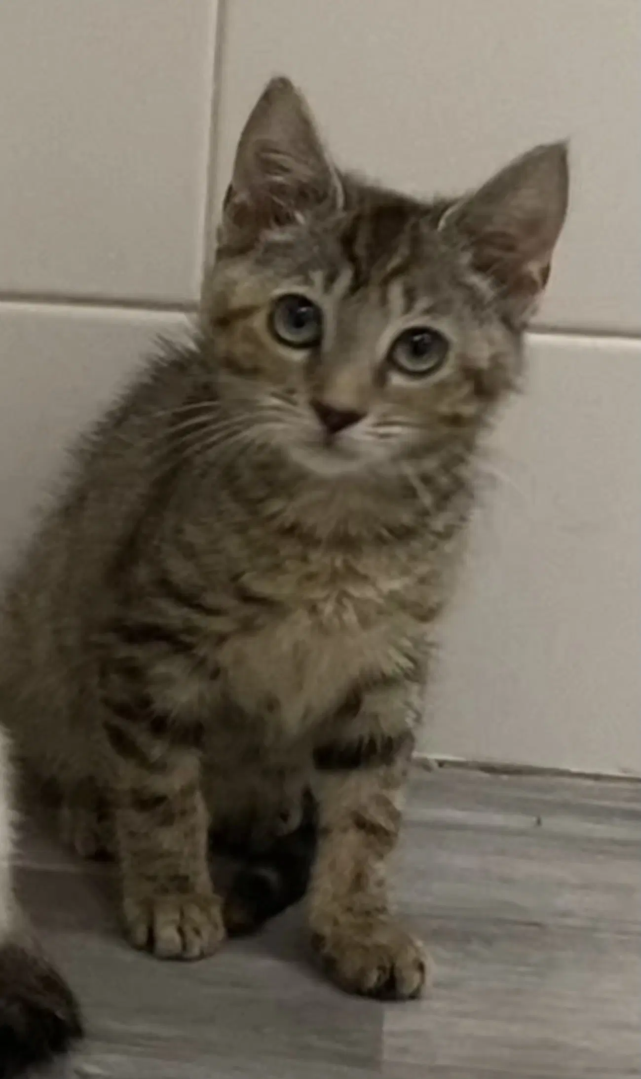 Larue - Domestic Short Hair