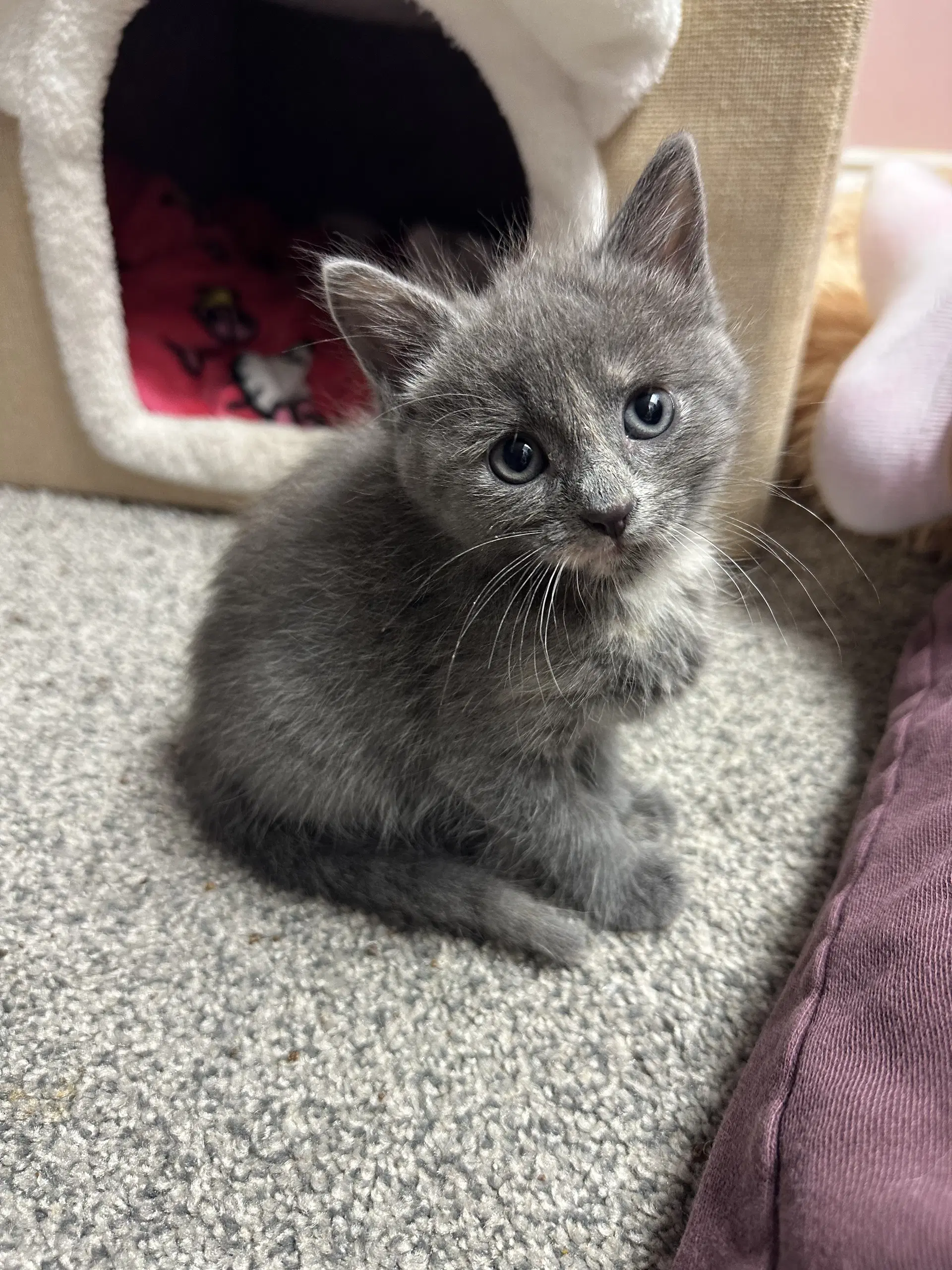 Violet - Domestic Short Hair