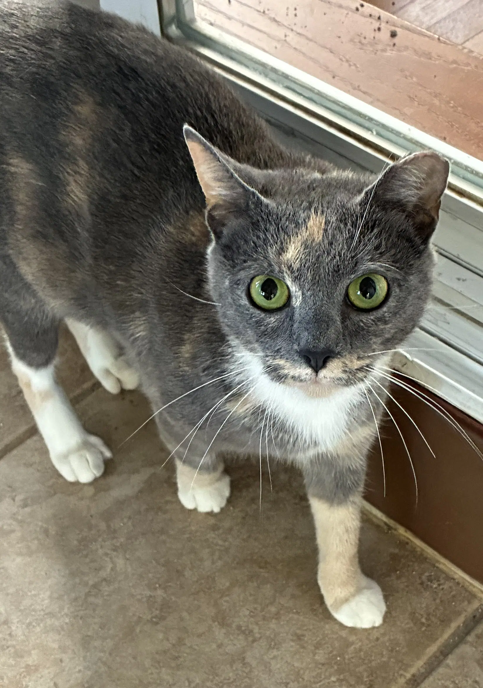 Juliet - Domestic Short Hair
