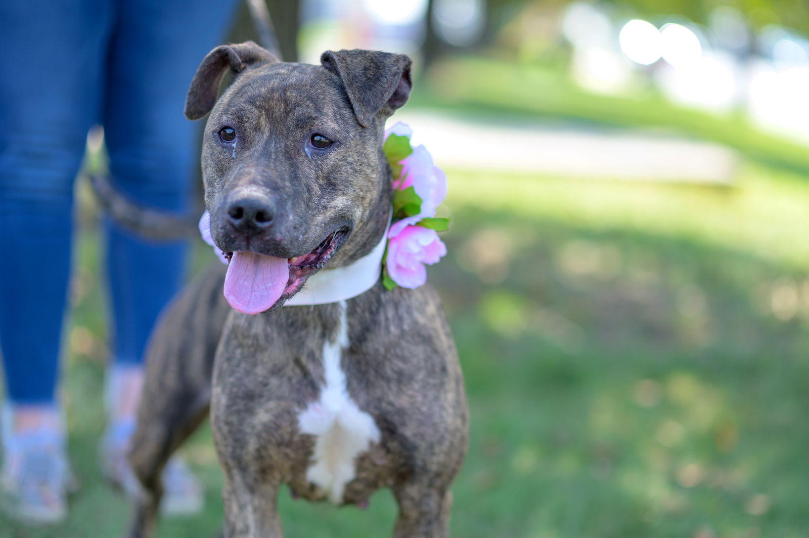 adoptable Dog in Perth Amboy, NJ named Lizzie