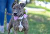 adoptable Dog in perth amboy, NJ named Lizzie