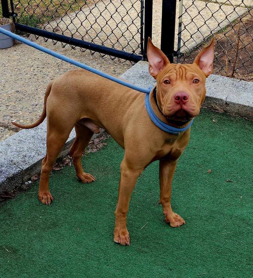 Dog for Adoption Enzo, a American Staffordshire Terrier in Elmsford
