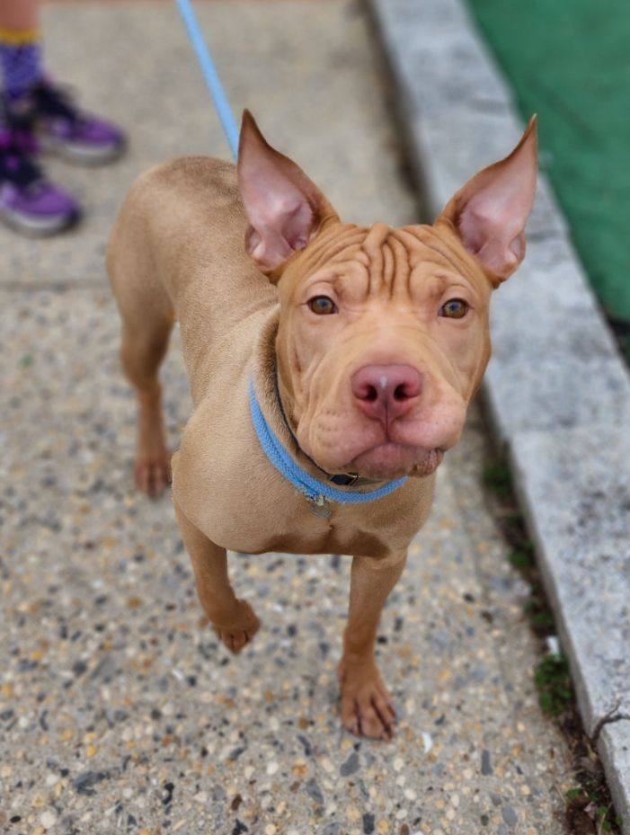 Dog for Adoption Enzo, a American Staffordshire Terrier in Elmsford