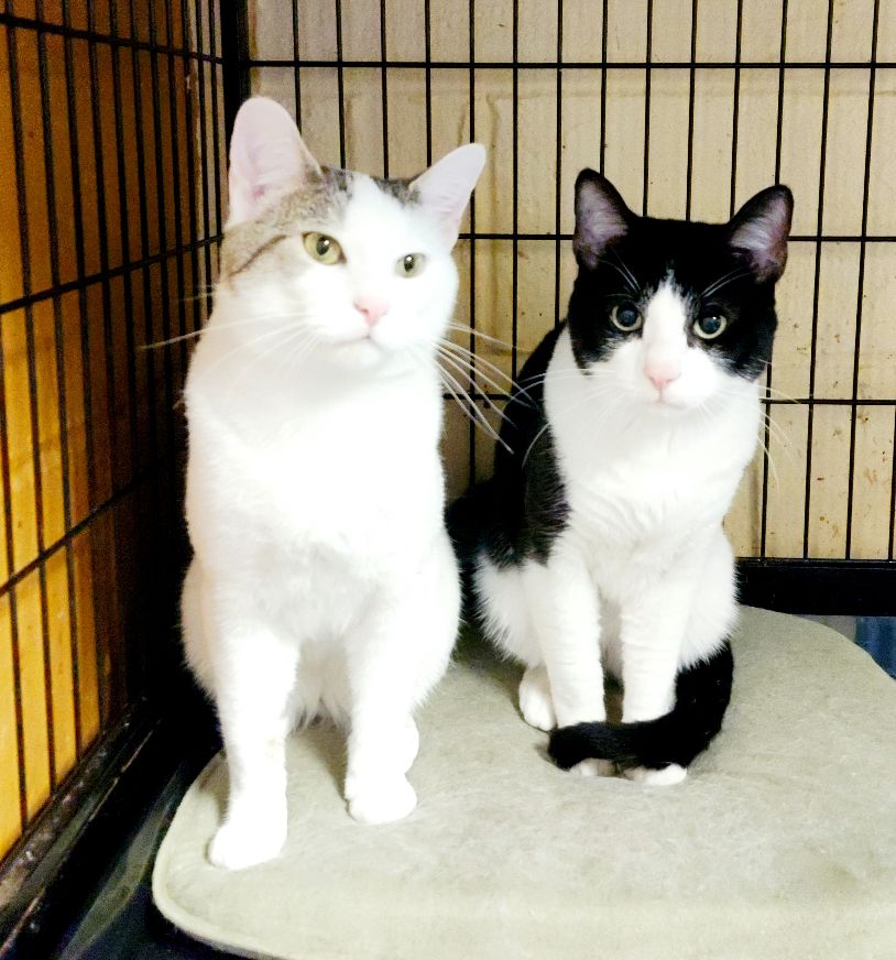 Cats for Adoption in Far Rockaway, New York | Alpha Paw