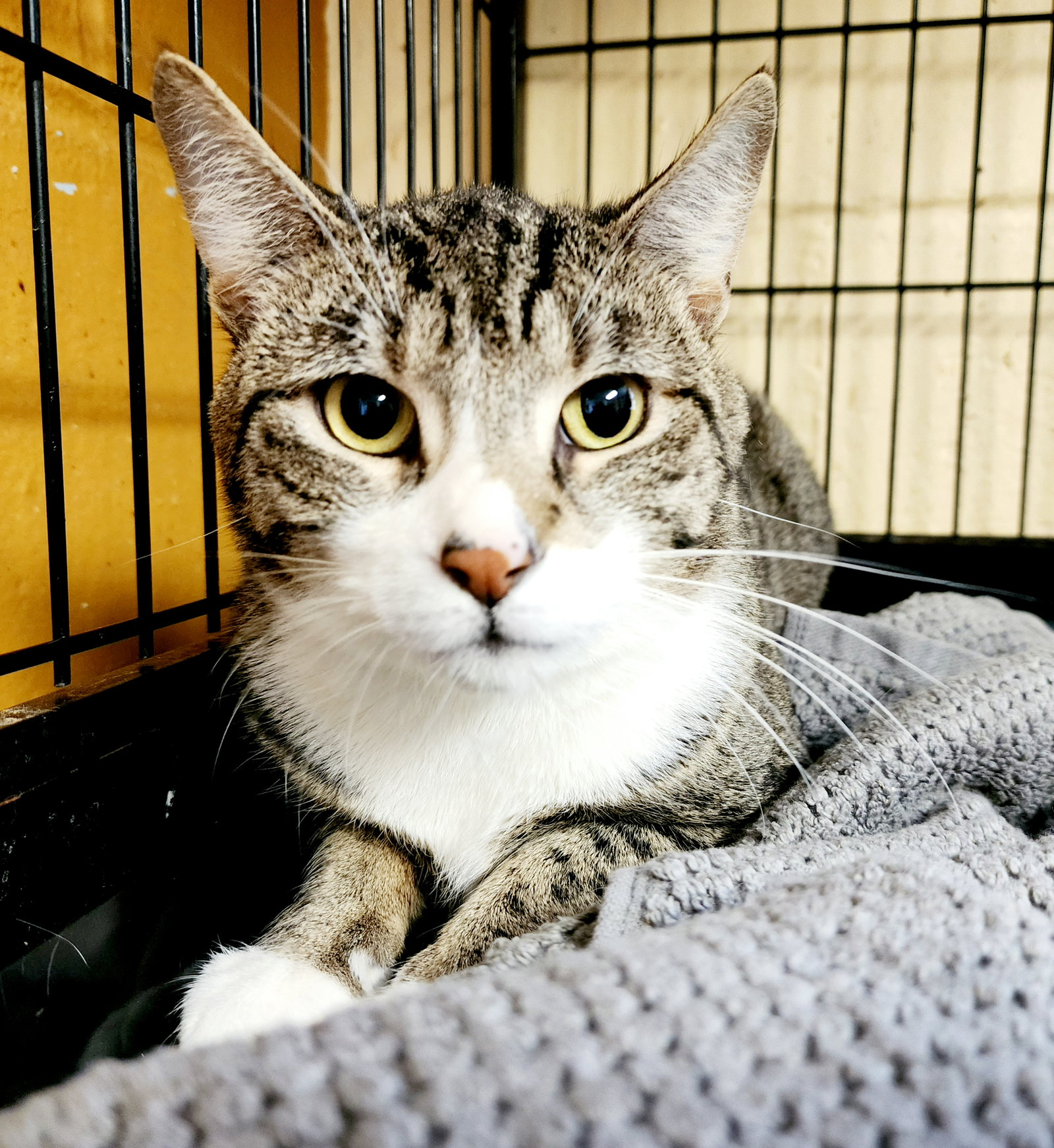 Cats for Adoption in Bethpage, New York Alpha Paw