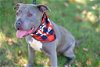 adoptable Dog in perth amboy, NJ named Hercules
