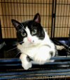 adoptable Cat in perth amboy, NJ named Pearl