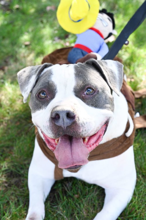 picture of the dog needing adoption