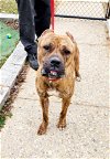 adoptable Dog in perth amboy, NJ named Fiona
