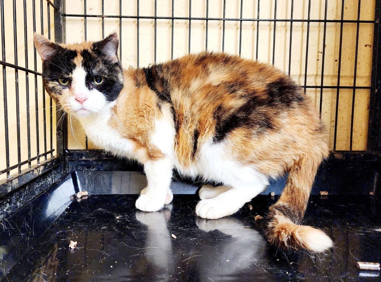 adoptable Cat in Perth Amboy, NJ named Mary