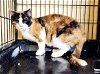 adoptable Cat in perth amboy, NJ named Mary