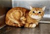 adoptable Cat in perth amboy, NJ named Arnold