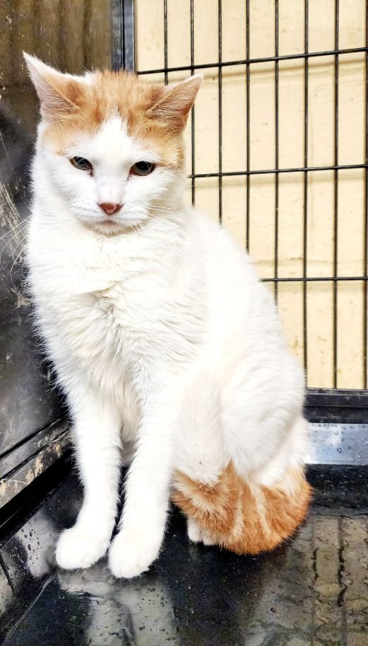 adoptable Cat in Perth Amboy, NJ named Rachel