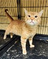 adoptable Cat in perth amboy, NJ named Cliff