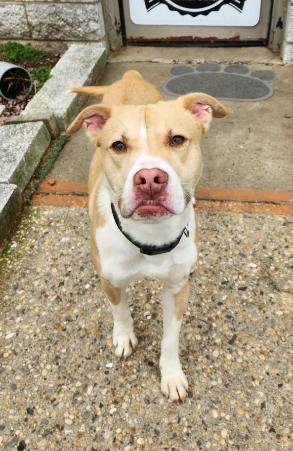 adoptable Dog in Perth Amboy, NJ named Spencer