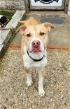 adoptable Dog in perth amboy, NJ named Spencer