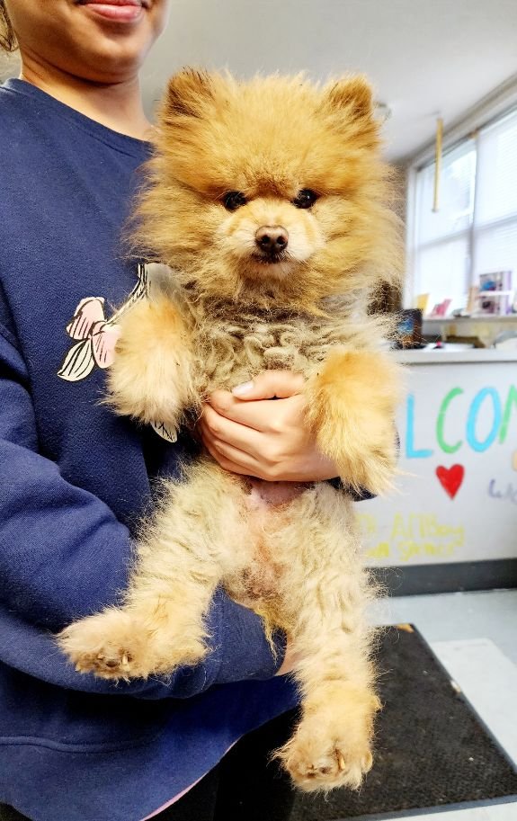 adoptable Dog in Perth Amboy, NJ named Sonic