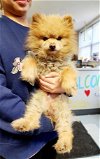 adoptable Dog in perth amboy, NJ named Sonic