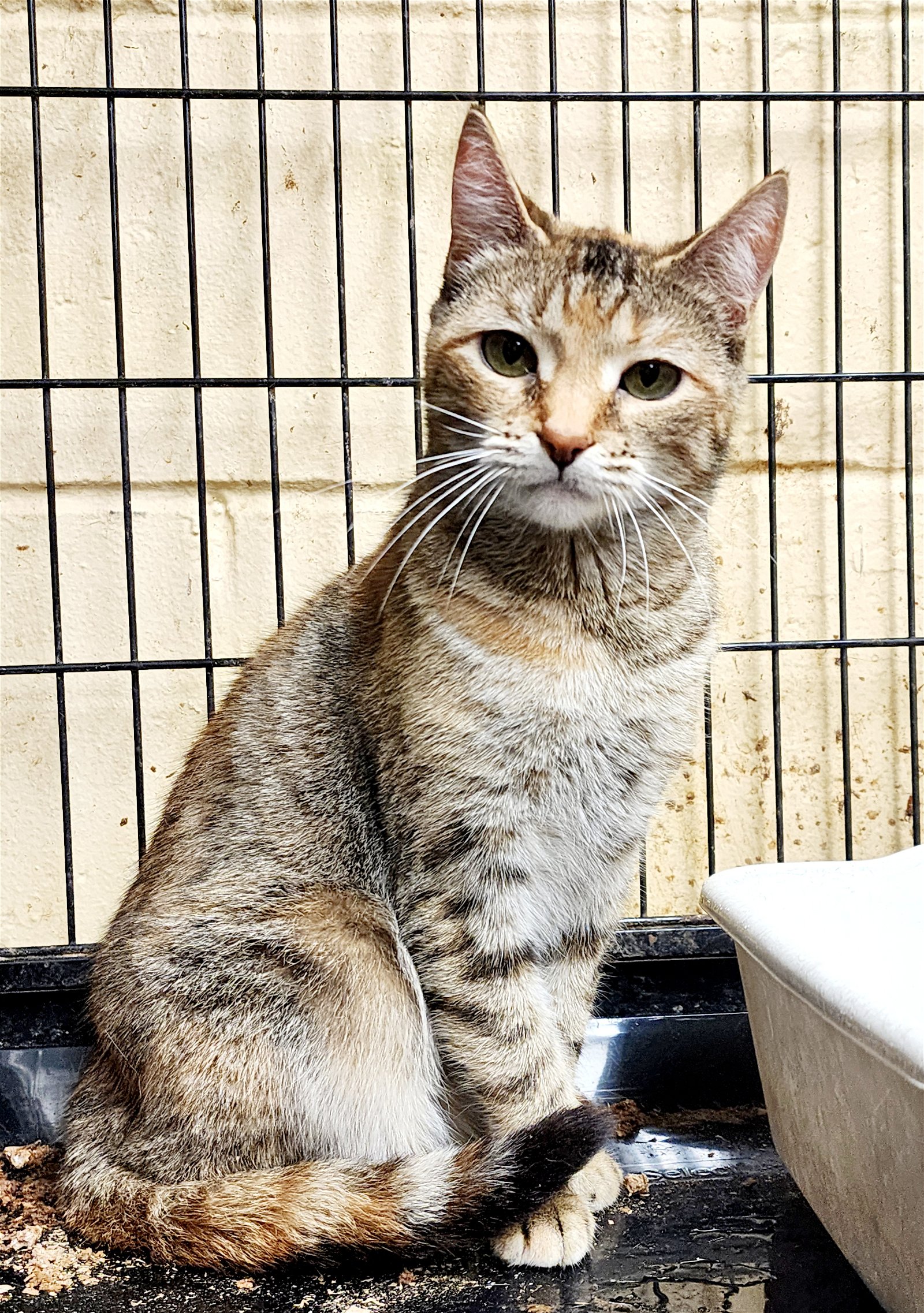 adoptable Cat in Perth Amboy, NJ named Kate