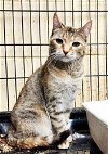 adoptable Cat in perth amboy, NJ named Kate