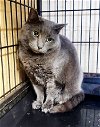 adoptable Cat in perth amboy, NJ named Victor