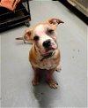 adoptable Dog in perth amboy, NJ named Sport