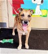 adoptable Dog in perth amboy, NJ named Milo