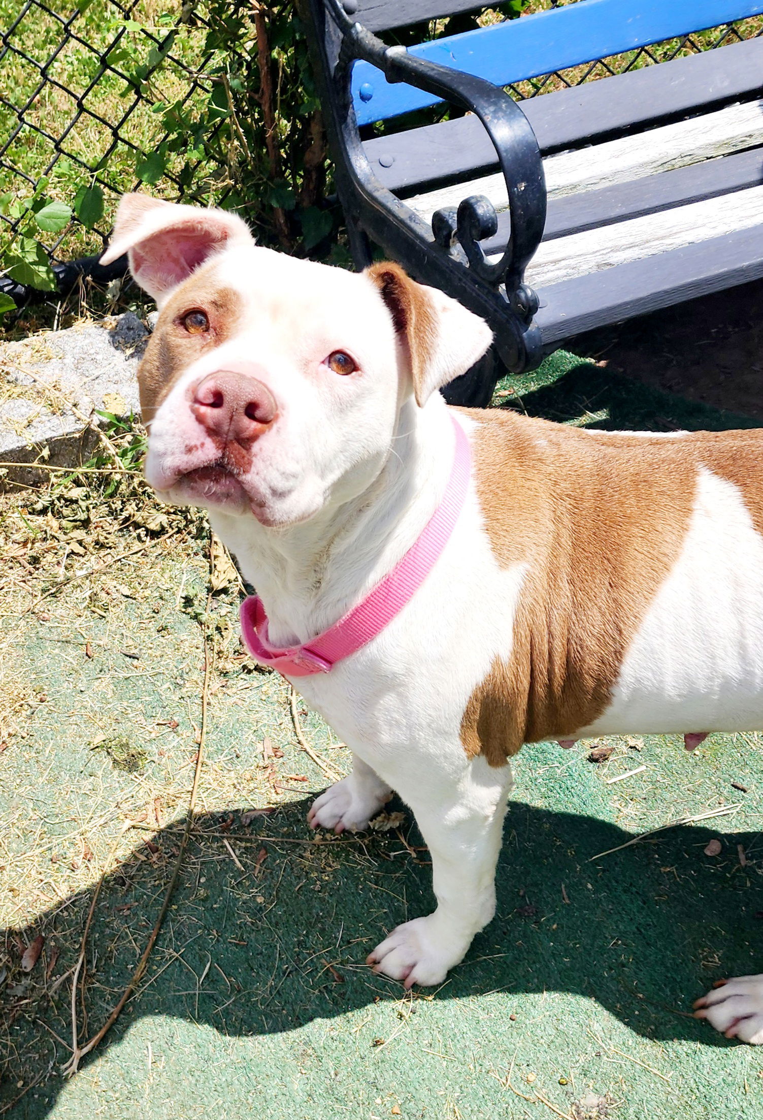 adoptable Dog in Perth Amboy, NJ named Emma