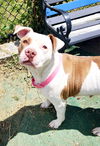 adoptable Dog in  named Emma