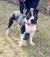 adoptable Dog in perth amboy, NJ named Dice