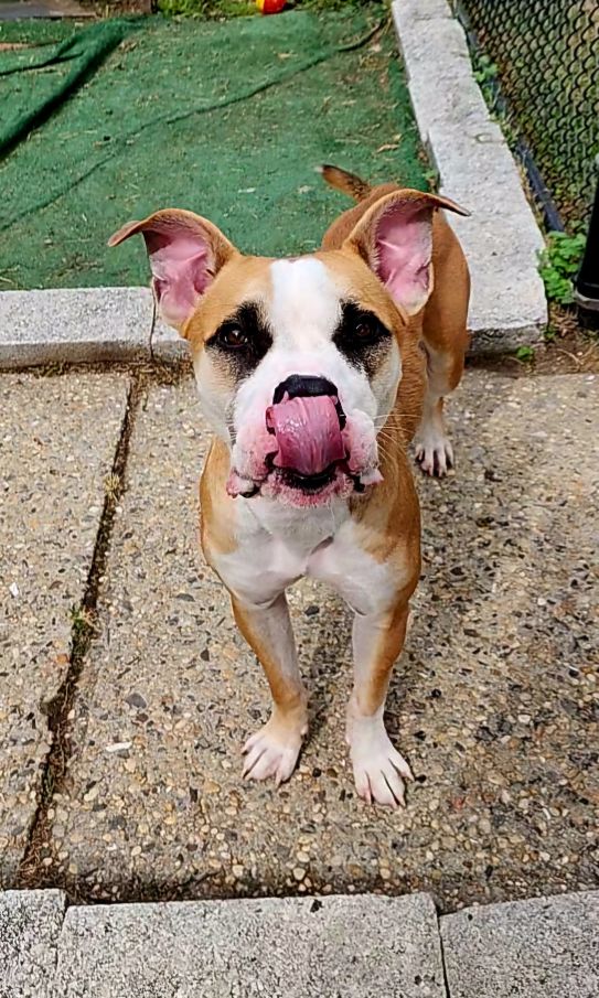 adoptable Dog in Perth Amboy, NJ named Bandit