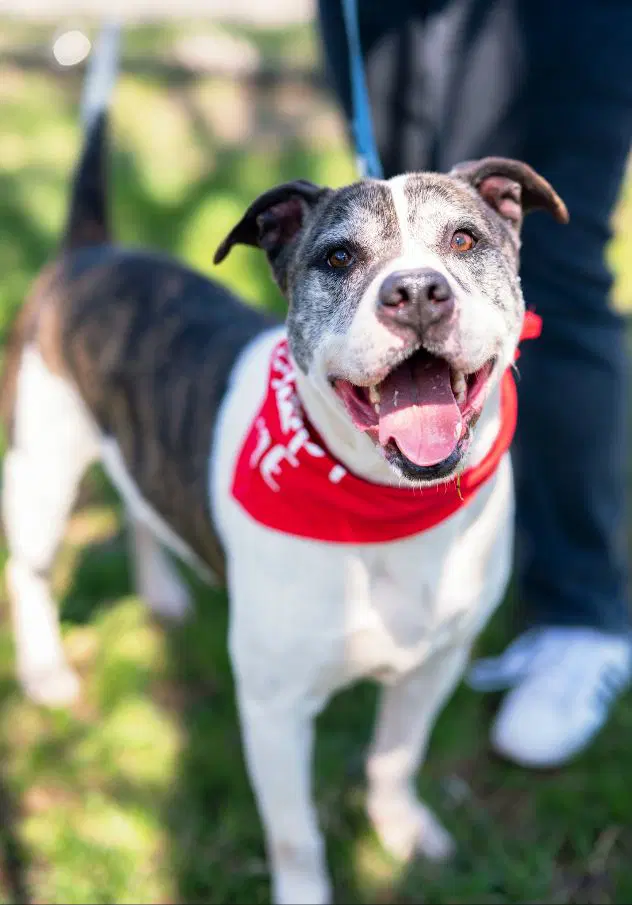 Danny - American Bulldog