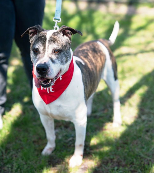 DANNY - American Bulldog available for adoption