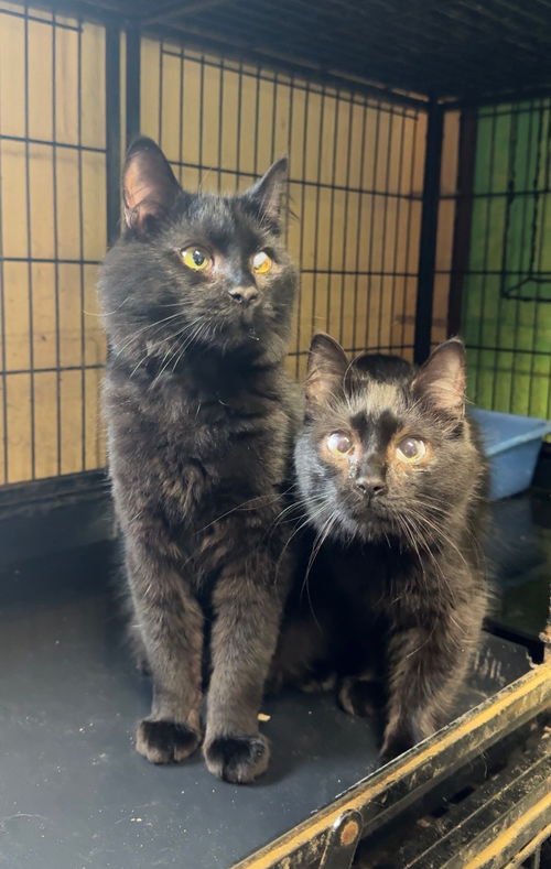 picture of the cat needing adoption