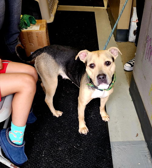 picture of the dog needing adoption
