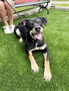 adoptable Dog in perth amboy, NJ named Ozzie
